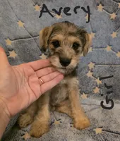 Avery , a female Miniature Schnauzer and Chihuahua for sale in Montezuma, GA – 2 of 7
