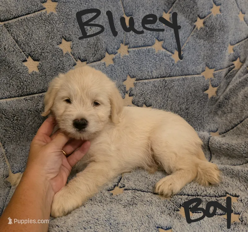 Bluey – Miniature Schnauzer, Chihuahua puppy for sale in Montezuma, GA