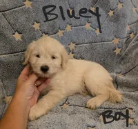 Bluey, a male Miniature Schnauzer and Chihuahua for sale in Montezuma, GA – 8 of 9