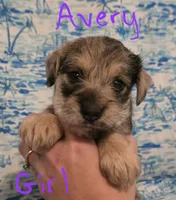 Avery , a female Miniature Schnauzer and Chihuahua for sale in Montezuma, GA – 3 of 5