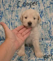 Cooper, a male Miniature Schnauzer and Chihuahua for sale in Montezuma, GA – 5 of 7