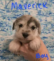 Maverick , a male Miniature Schnauzer and Chihuahua for sale in Montezuma, GA – 2 of 5