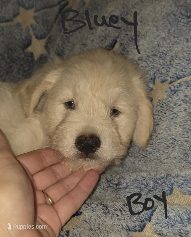 Bluey – Miniature Schnauzer, Chihuahua puppy for sale in Montezuma, GA