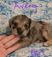 Avery , a female Miniature Schnauzer and Chihuahua for sale in Montezuma, GA – 4 of 5