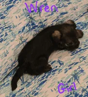 Wren, a female Miniature Schnauzer and Chihuahua for sale in Montezuma, GA – 5 of 5