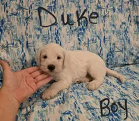 Duke, a male Miniature Schnauzer and Chihuahua for sale in Montezuma, GA – 4 of 7