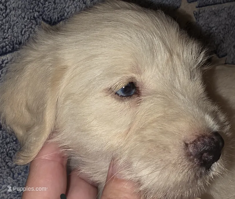 Bluey with the icy blue eyes🩵 – Miniature Schnauzer, Chihuahua puppy for sale in Montezuma, GA