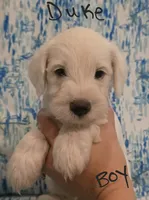 Duke, a male Miniature Schnauzer and Chihuahua for sale in Montezuma, GA – 2 of 7