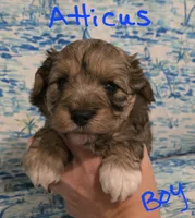 Atticus , a male Miniature Schnauzer and Chihuahua for sale in Montezuma, GA – 5 of 5