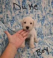 Duke, a male Miniature Schnauzer and Chihuahua for sale in Montezuma, GA – 3 of 7