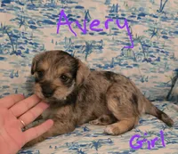 Avery , a female Miniature Schnauzer and Chihuahua for sale in Montezuma, GA – 1 of 5
