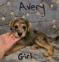 Avery , a female Miniature Schnauzer and Chihuahua for sale in Montezuma, GA – 4 of 7