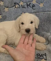 Duke, a male Miniature Schnauzer and Chihuahua for sale in Montezuma, GA – 4 of 6