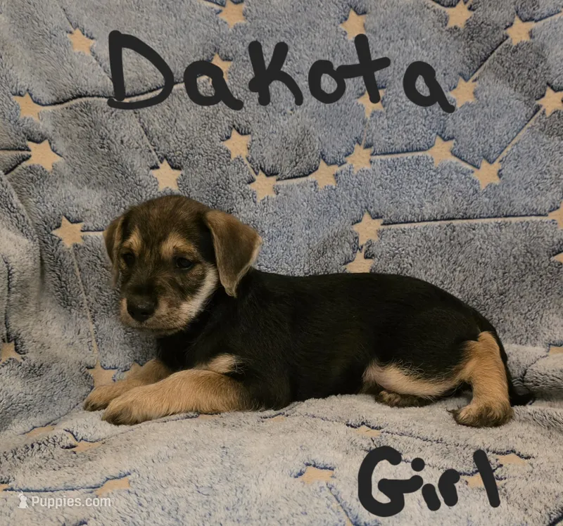 Dakota  – Miniature Schnauzer, Chihuahua puppy for sale in Montezuma, GA