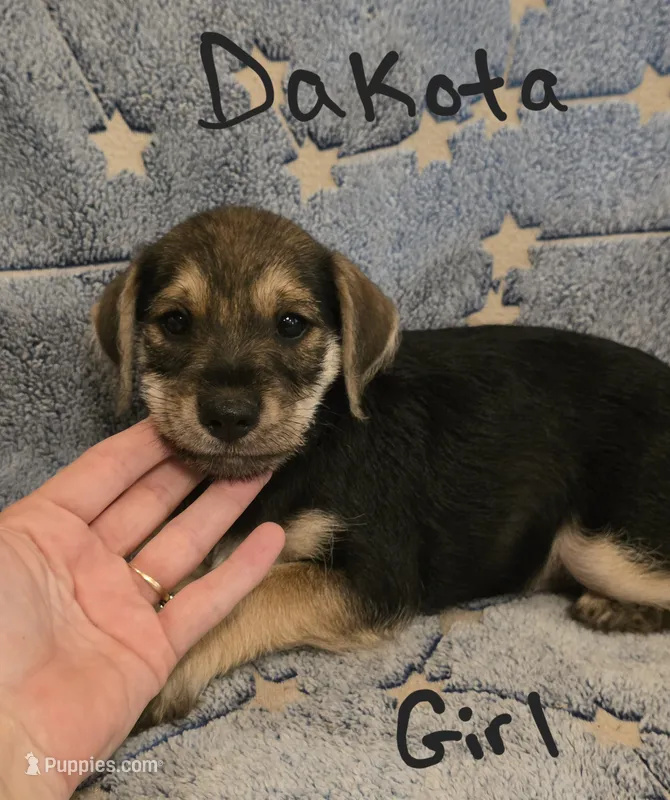 Dakota  – Miniature Schnauzer, Chihuahua puppy for sale in Montezuma, GA
