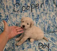 Cooper, a male Miniature Schnauzer and Chihuahua for sale in Montezuma, GA – 3 of 7
