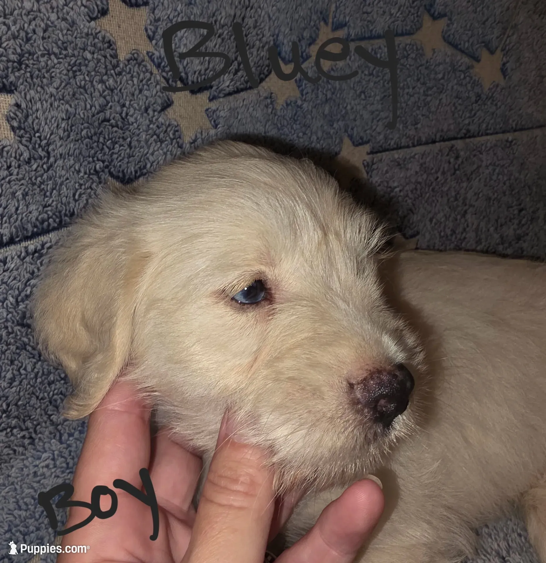 Bluey with the icy blue eyes🩵, a male Miniature Schnauzer and Chihuahua for sale in Montezuma, GA – 2 of 10