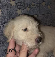 Bluey, a male Miniature Schnauzer and Chihuahua for sale in Montezuma, GA – 1 of 9