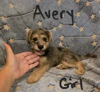 Avery , a female Miniature Schnauzer and Chihuahua for sale in Montezuma, GA – 5 of 7