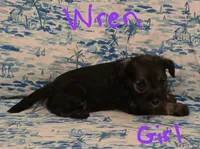 Wren, a female Miniature Schnauzer and Chihuahua for sale in Montezuma, GA – 3 of 5