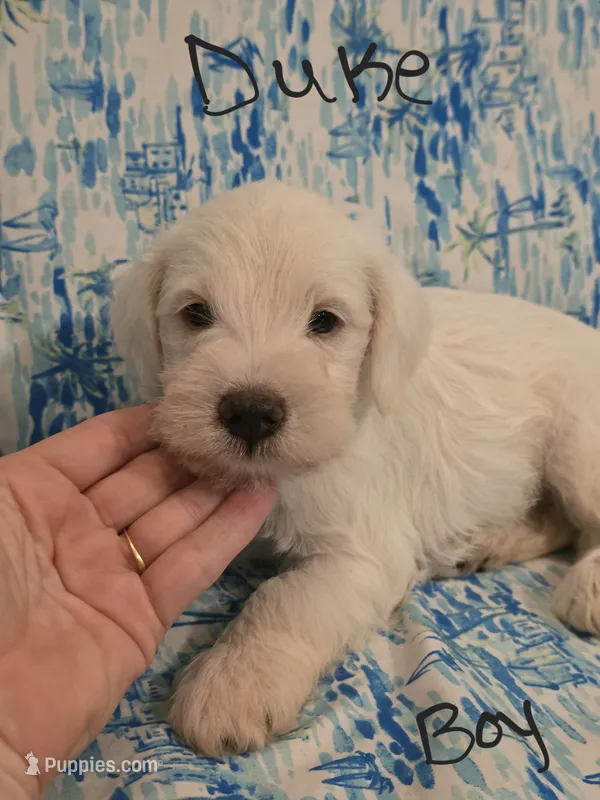 Duke – Miniature Schnauzer, Chihuahua puppy for sale in Montezuma, GA