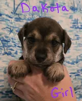Dakota , a female Miniature Schnauzer and Chihuahua for sale in Montezuma, GA – 4 of 5