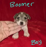 Boomer, a male Miniature Schnauzer and Chihuahua for sale in Montezuma, GA – 1 of 4