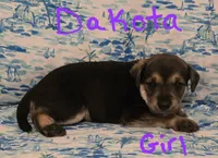 Dakota , a female Miniature Schnauzer and Chihuahua for sale in Montezuma, GA – 3 of 5