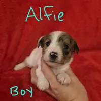 Alfie, a male Miniature Schnauzer and Chihuahua for sale in Montezuma, GA – 2 of 5