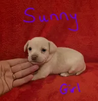 Sunny, a female Miniature Schnauzer and Chihuahua for sale in Montezuma, GA – 3 of 5