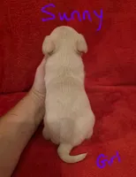 Sunny, a female Miniature Schnauzer and Chihuahua for sale in Montezuma, GA – 5 of 5