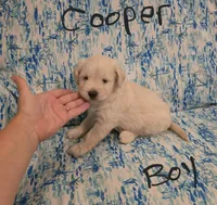 Cooper, a male Miniature Schnauzer and Chihuahua for sale in Montezuma, GA – 4 of 7