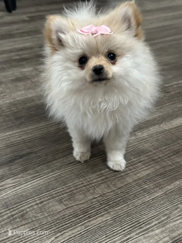 Charlie – Pomeranian puppy for sale in Stockton, CA