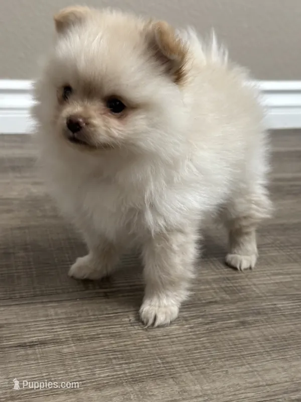 Maxi – Pomeranian puppy for sale in Stockton, CA