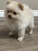 Maxi, a male Pomeranian for sale in Stockton, CA – 1 of 2