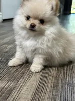 Chloe , a female Pomeranian for sale in Stockton, CA – 2 of 2