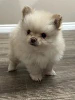 Soy , a female Pomeranian for sale in Stockton, CA – 2 of 3