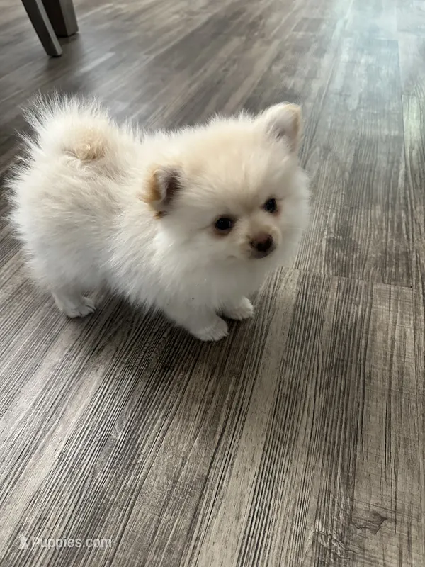 Leo – Pomeranian puppy for sale in Stockton, CA