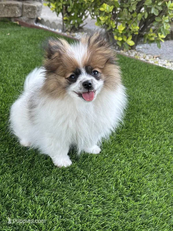 Max – Pomeranian puppy for sale in Stockton, CA