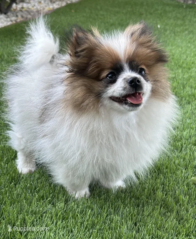 Max – Pomeranian puppy for sale in Stockton, CA
