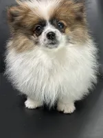 Maxi, a male Pomeranian for sale in Stockton, CA – Photo 3 of 3