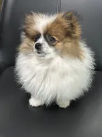 Maxi, a male Pomeranian for sale in Stockton, CA – Photo 2 of 3