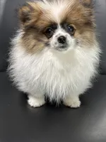Maxi, a male Pomeranian for sale in Stockton, CA – Photo 1 of 3