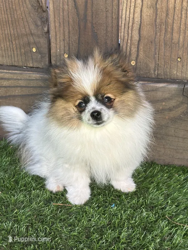 Maxi – Pomeranian puppy for sale in Stockton, CA