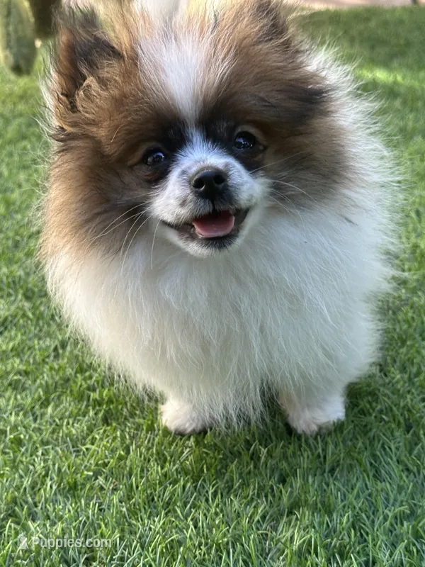 Maxi – Pomeranian puppy for sale in Stockton, CA