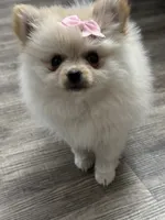 Luci, a female Pomeranian for sale in Stockton, CA – 3 of 3