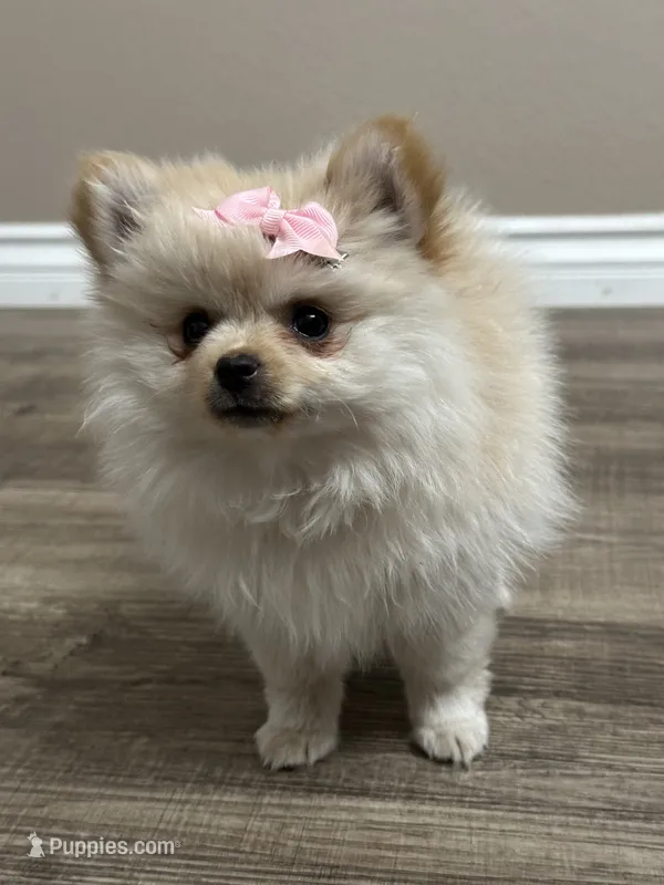 Luci – Pomeranian puppy for sale in Stockton, CA