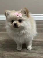Luci, a female Pomeranian for sale in Stockton, CA – 1 of 3