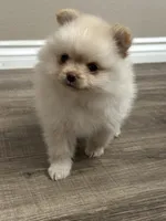 Maxi, a male Pomeranian for sale in Stockton, CA – 2 of 2