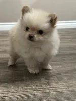 Soy , a female Pomeranian for sale in Stockton, CA – 3 of 3